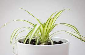 How to propagate Spider Plant