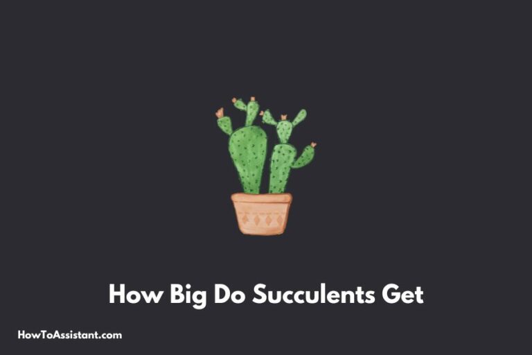 How Big Do Succulents Get