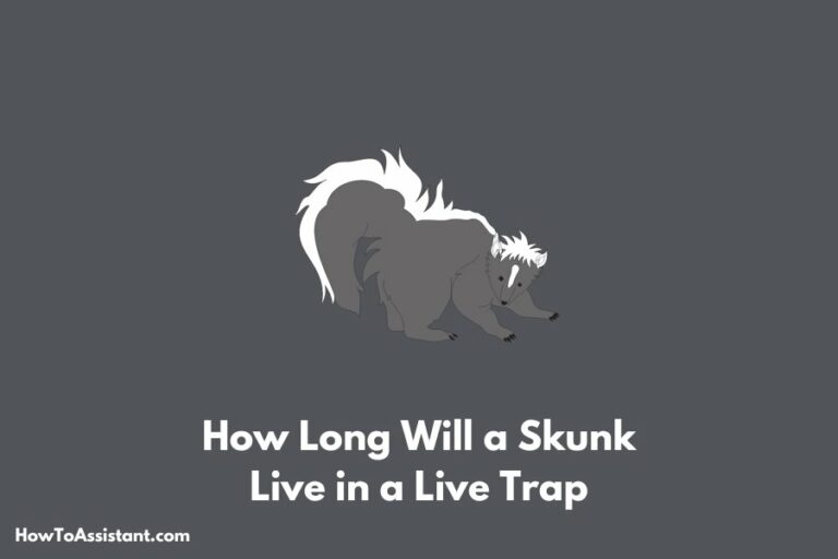 How Long Will a Skunk Live in a Live Trap