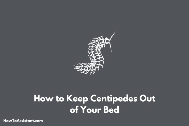 How to Keep Centipedes Out of Your Bed